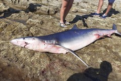 Bari, carcassa di squalo azzurro sul litorale di San Giorgio