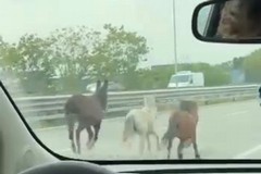 Tre pony e un asino in fuga sulla tangenziale di Bari: allarme sui social