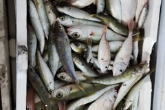Pesce sequestrato diventa pasto per i fragili grazie a InConTra
