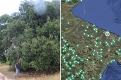 La Puglia terra di patriarchi verdi: 216 alberi monumentali nell’elenco Masaf, c'è anche Bari