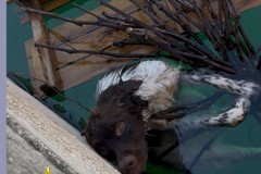 Cane caduto in una vasca di raccolta acqua, il salvataggio dei Vigili del Fuoco a Noicattaro