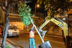 Alberi di ligustro in Piazza Luigi di Savoia: la piantumazione questa notte