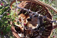 Alla scoperta del fungo cardoncello: patrimonio storico ed eccellenza culinaria della Murgia