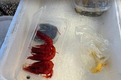 Vendita di prodotti ittici non autorizzati a Molo San Nicola: sequestrati 10 kg di pescato