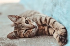 Online l'avviso a associazioni animaliste di Bari per il recupero e soccorso di gatti