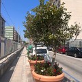 Riqualificazione di via Manzoni: fioriere ricollocate in altre strade per preservare il verde cittadino