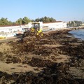 Bari, ripulita dalle alghe la spiaggia di lama San Giorgio