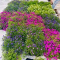 Nuovo volto per via Manzoni a Bari, «90 nuovi alberi, centinaia di essenze e fiori colorati» - FOTO