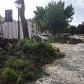 Alberi caduti per il maltempo, in corso le operazioni di rimozione e monitoraggio. Chiusa pineta San Francesco
