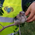 Rutigliano, recuperato un esemplare di ghiandaia caduto dal nido
