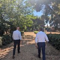Lungomare di Bari, a Parco del Castello iniziati i lavori all'area verde