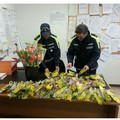 Bari, maxi sequestro di mimose per la festa della donna