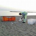 Bari, 1 maggio d'inciviltà. AMIU Puglia ripulisce la spiaggia di Pane e Pomodoro