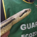 Valenzano, trova un serpente di 2 metri in garage. Intervengono le guardie ecozoofile