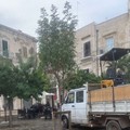 Piantumazione alberi a Bari Vecchia ed a Poggiofranco