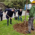 Bosco urbano dedicato alle vittime del Covid, piantato il primo albero»