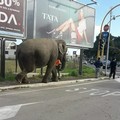 Un elefante in via Napoli, polemica sul circo Mundial