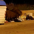 Emergenza cinghiali, paura tra i cittadini per i nuovi avvistamenti