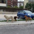 Branco di cani sbrana gatti in città, Anna Dalfino scrive al Prefetto