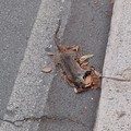 Ratti per strada, si moltiplicano le segnalazioni a Santo Spirito
