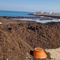 Cumuli di alga posidonia sul litorale di Bari, rimozione al via da venerdì