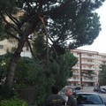 Bari, si stacca un grosso ramo da un albero a Poggiofranco. Non ci sono feriti