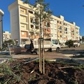 Al via la piantumazione di 25 alberi nella nuova area parcheggio a quartiere Sant'Anna