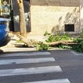 Paura a Santo Spirito: collassa albero su via Napoli