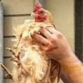 Liceo Scacchi, pesce eviscerato e galline maltrattate per ultimo giorno di scuola. Insorge LAV Bari