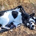 10 cuccioli e mamma abbandonati a Casamassima: denuncia da Guardie Ecozoofile di Bari