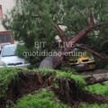 Maltempo a Bari, alberi caduti e tendoni divelti
