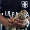 Bari, le Guardie ecozoofile salvano due uccelli in difficoltà