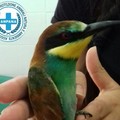 Nelle campagne di Noicattaro uno splendido Gruccione arcobaleno