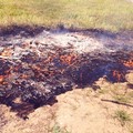 Noicattaro, brucia teloni e reti in campagna. Denunciato imprenditore agricolo