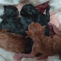Bari, cinque gattini neonati trovati nel sacco della posta