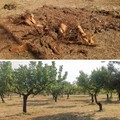 Abbattimento alberi nei pressi di Bari, la denuncia dei Verdi:  "Strage nel periodo di nidificazione "