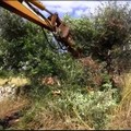 Xylella, abbattuti i cinque ulivi infetti in provincia di Bari