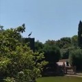 Un airone cenerino nel cielo di Bari, l'avvistamento a parco 2 Giugno