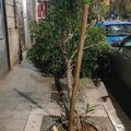 Al Madonnella cade un albero, i residenti: "Serve più cura del verde"