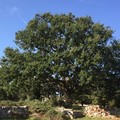 In Puglia censiti 144 alberi monumentali: 42 sono in provincia di Bari