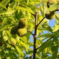 60 milioni per gli aiuti per la tutela dell'ambiente in Puglia