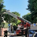 Palese, albero pericolante in via Vittorio Veneto. Strada chiusa al traffico