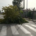 Forte vento su Bari, in via Portoghese cade un albero sulla strada