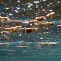 Torna l'alga tossica nelle acque di Bari, rilevata presenza al Lido Trullo