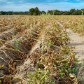Allarme siccità nei campi italiani: Plantvoice, il sensore che riduce gli sprechi idrici e rafforza le colture