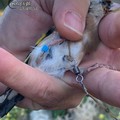 Sorpreso a catturare uccelli selvatici a Bari, denunciato