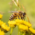 Una app per monitorare gli insetti impollinatori, test al parco dell'Alta Murgia