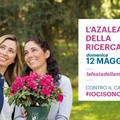 Festa della Mamma, anche a Bari in vendita le azalee della ricerca di Airc