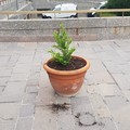 Giornata della Terra, a Bari ripulite le fioriere all'ingresso del Tribunale