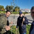 Giornata dell'albero, Bari Eco-city pianta un ulivo in via Caldarola